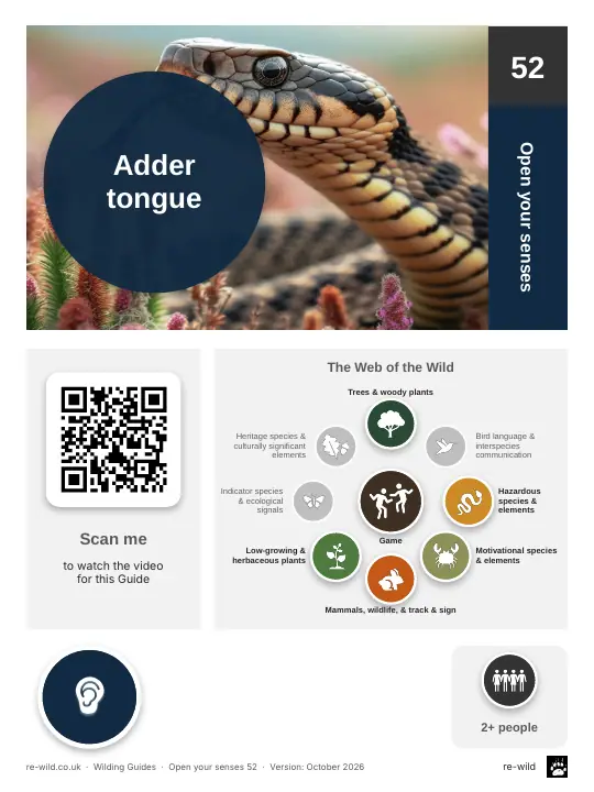 Front of the Adder tongue activity guide