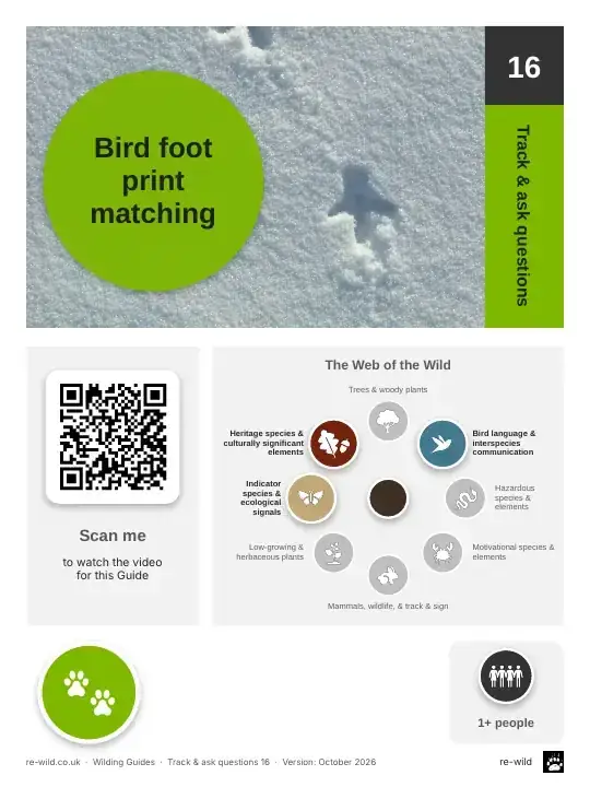 Front of the Bird foot print matching activity guide