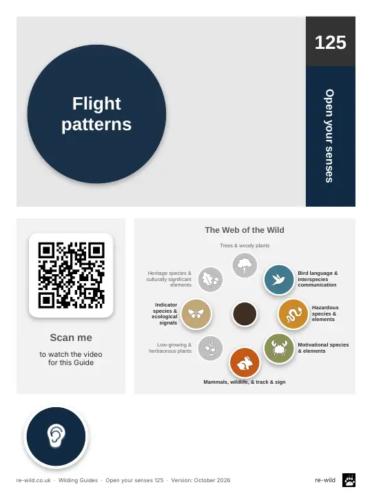 Front of the Flight patterns activity guide