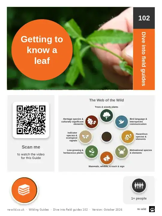 Front of the Getting to know a leaf activity guide