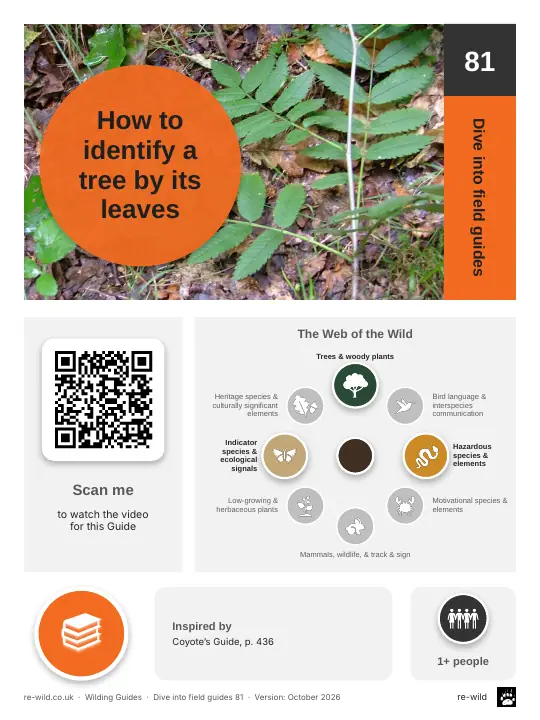 Front of the How to identify a tree by its leaves activity guide