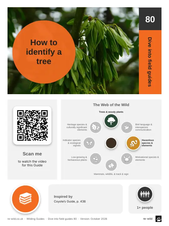 Front of the How to identify a tree activity guide