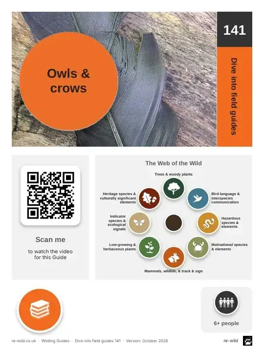 Front of the Owls & crows activity guide