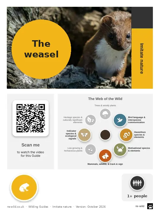 Front of the The weasel activity guide