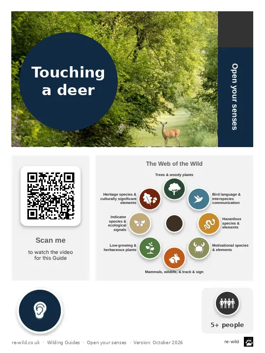 Front of the Touching a deer activity guide
