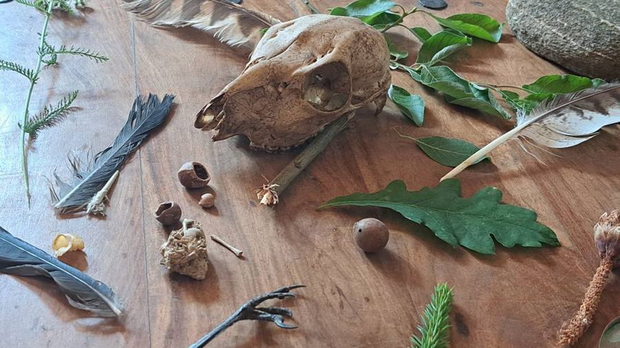 A nature table with a deer skull, feathers, nuts and leaves on wood