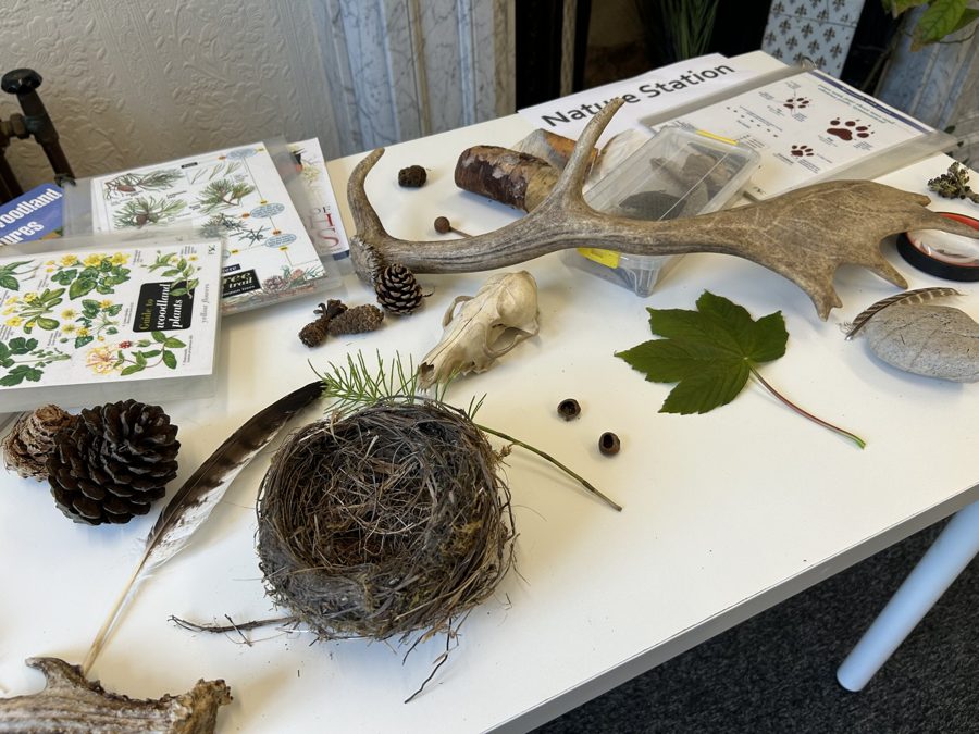 A nature table with field guides, a nest, feathers and finds