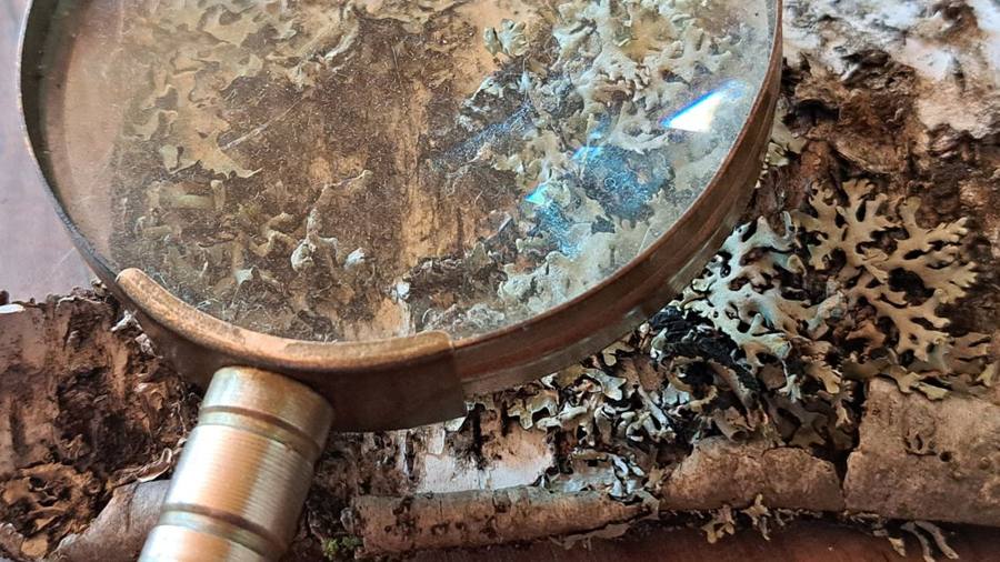 A brass hand lens held over lichen on a birch log