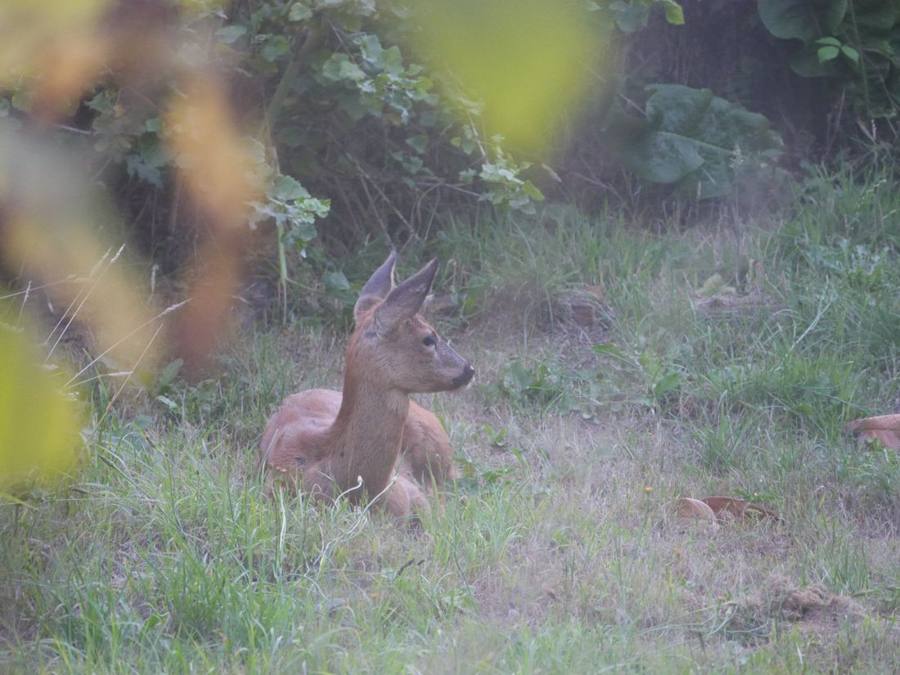 A young roe deer lying still in long grass