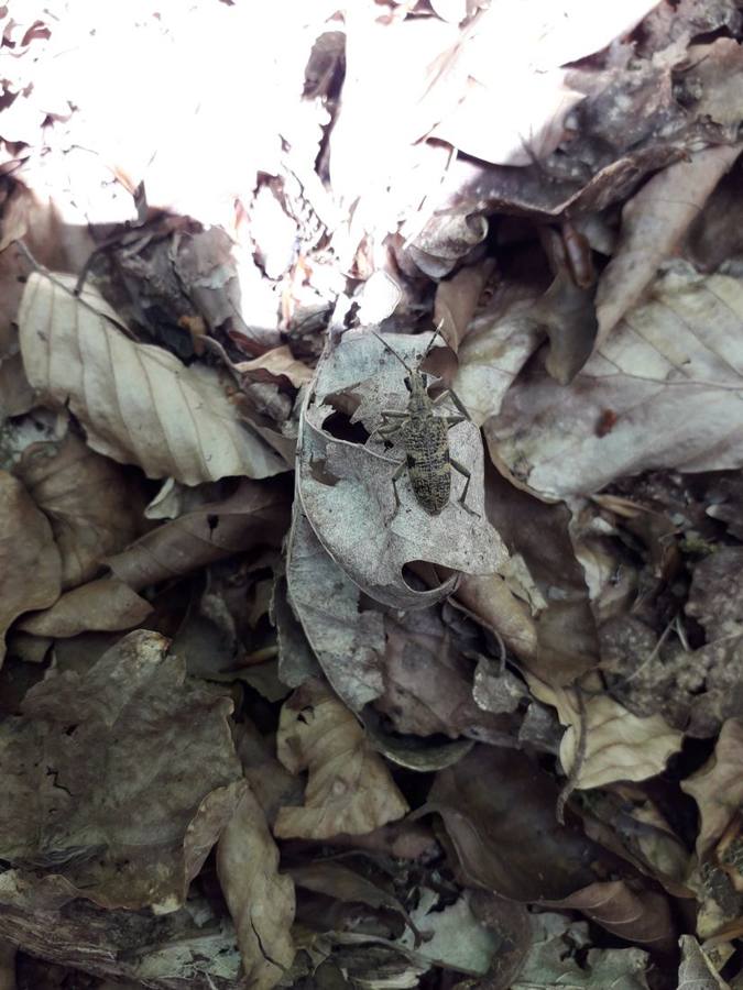 A brown shield bug almost invisible on dry beech leaves