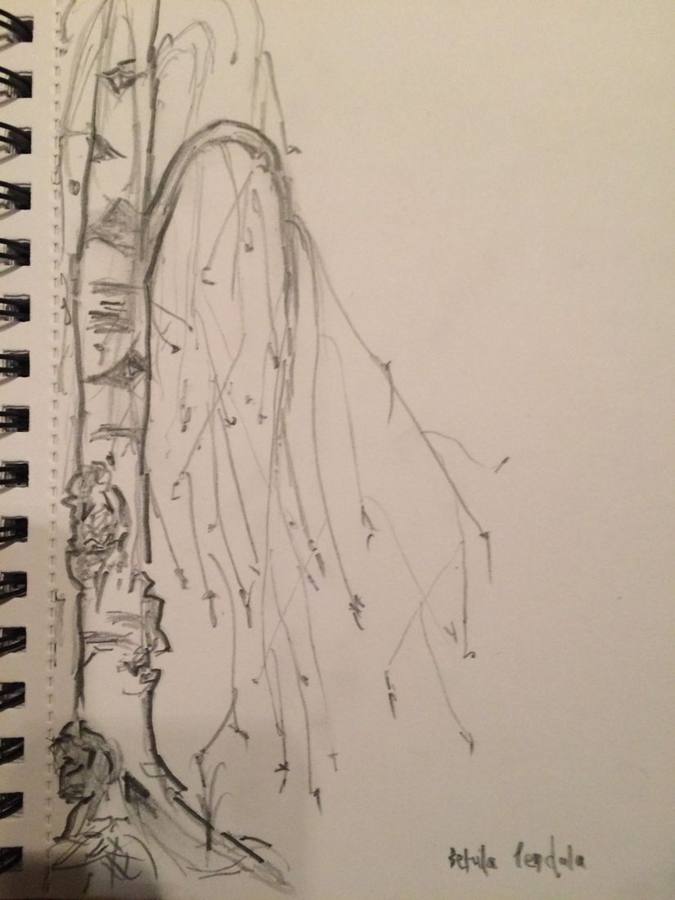 A pencil sketch of a birch trunk and hanging branches in a sketchbook