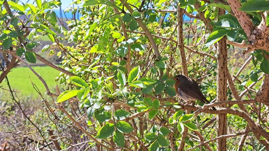 A robin perched in a sunny elder bush with fields beyond