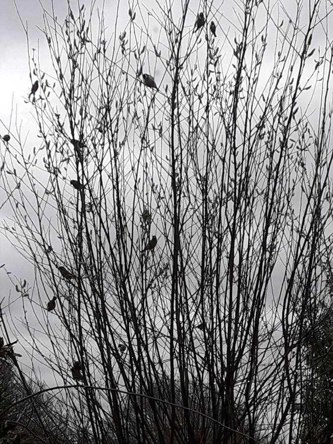 Small birds silhouetted in bare stems against a grey winter sky