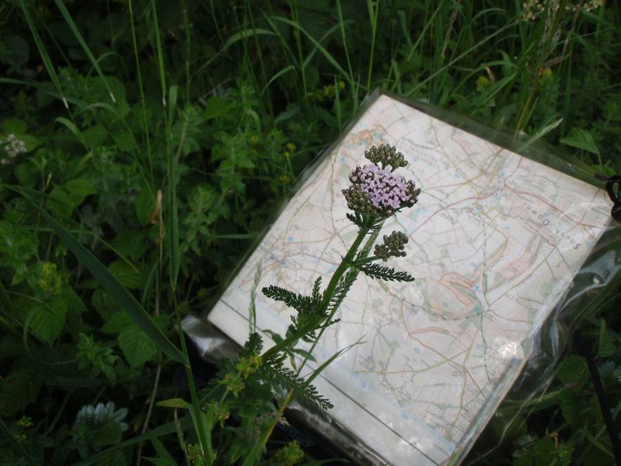 A yarrow flower held against an Ordnance Survey map