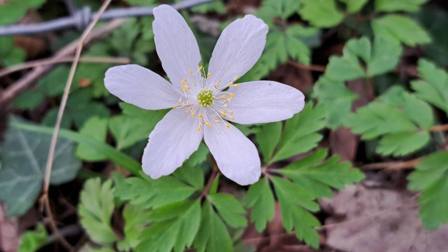 A single white wood anemone above deeply cut leaves