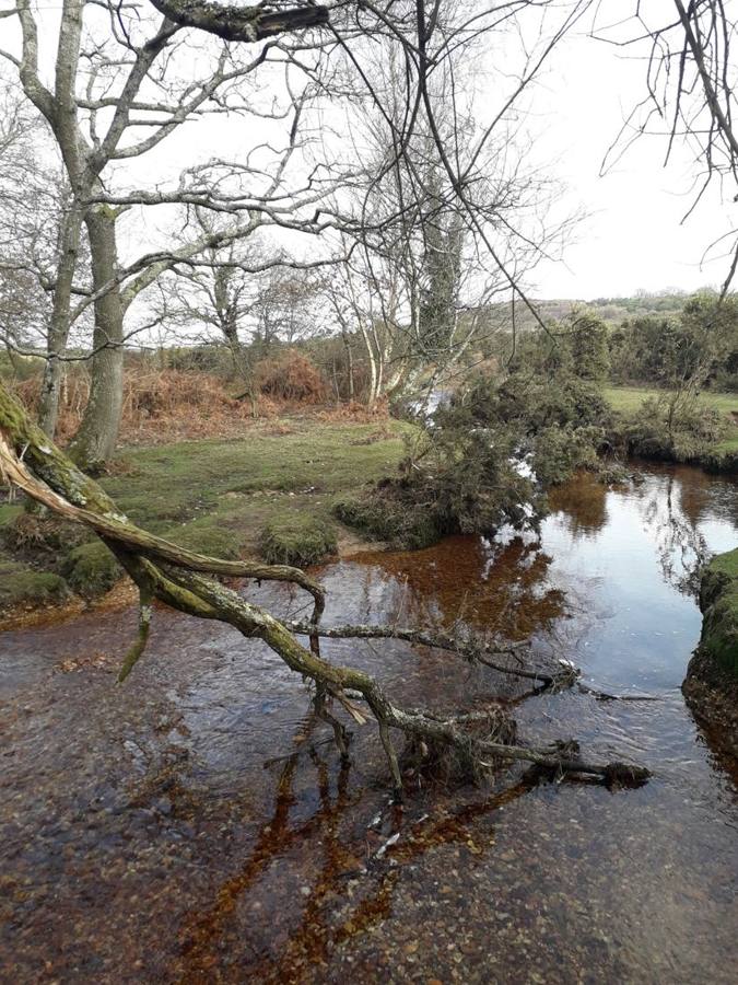 A clear peaty stream winding through heathland