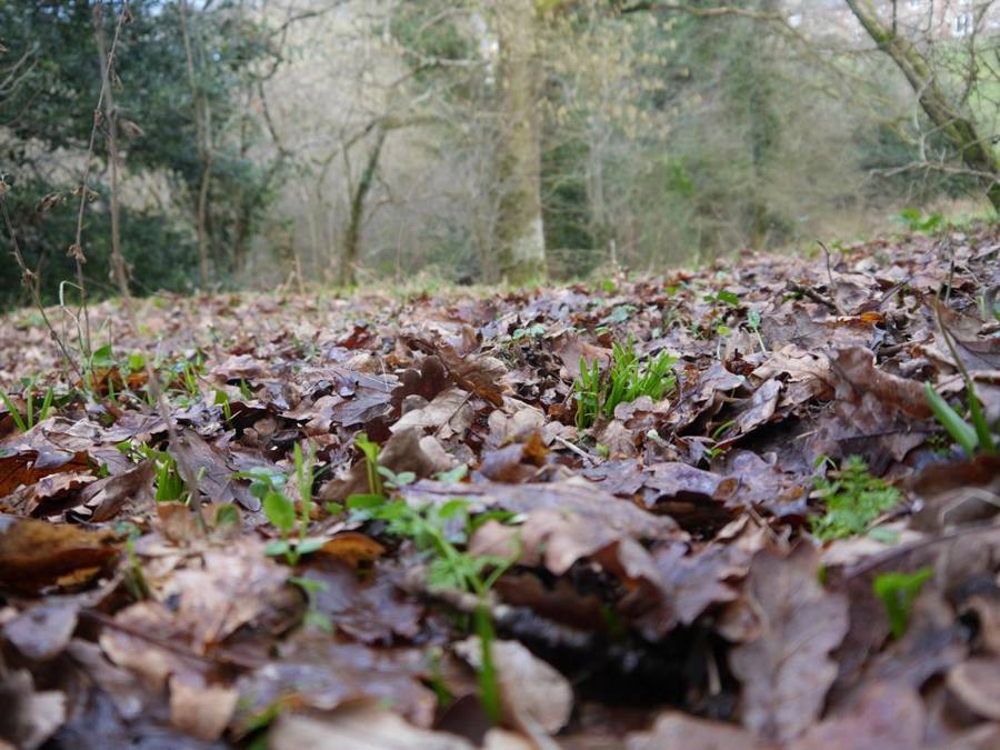 Ground-level view across oak leaf litter with green shoots coming through