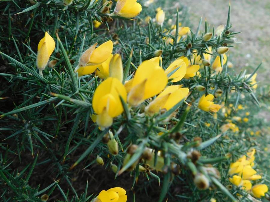 Bright yellow gorse flowers among sharp green spines