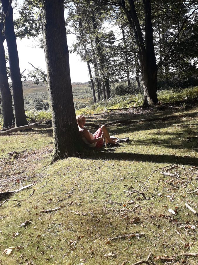 A sit spot among the pines in the New Forest