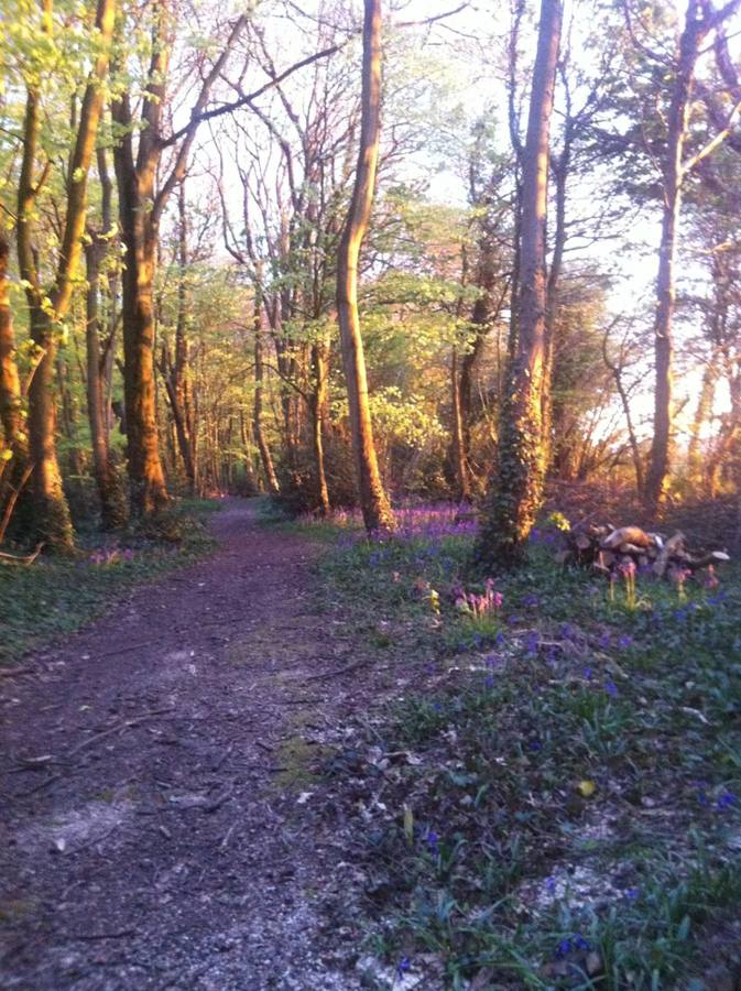A woodland ride glowing orange in low evening sun