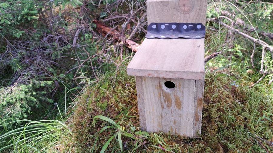 A handmade wooden nest box standing on moss