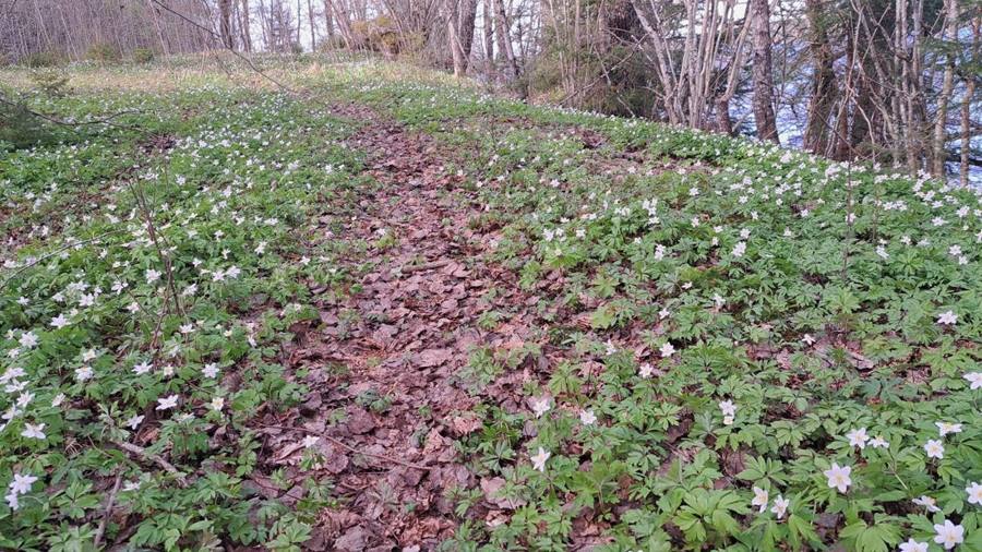 A worn animal trail through a carpet of white wood anemones