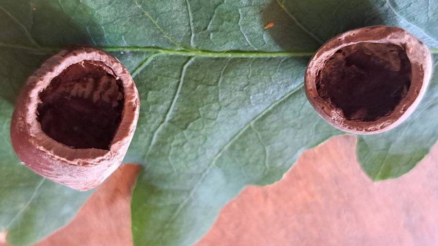 Two hazelnut shells with neat gnawed holes on an oak leaf