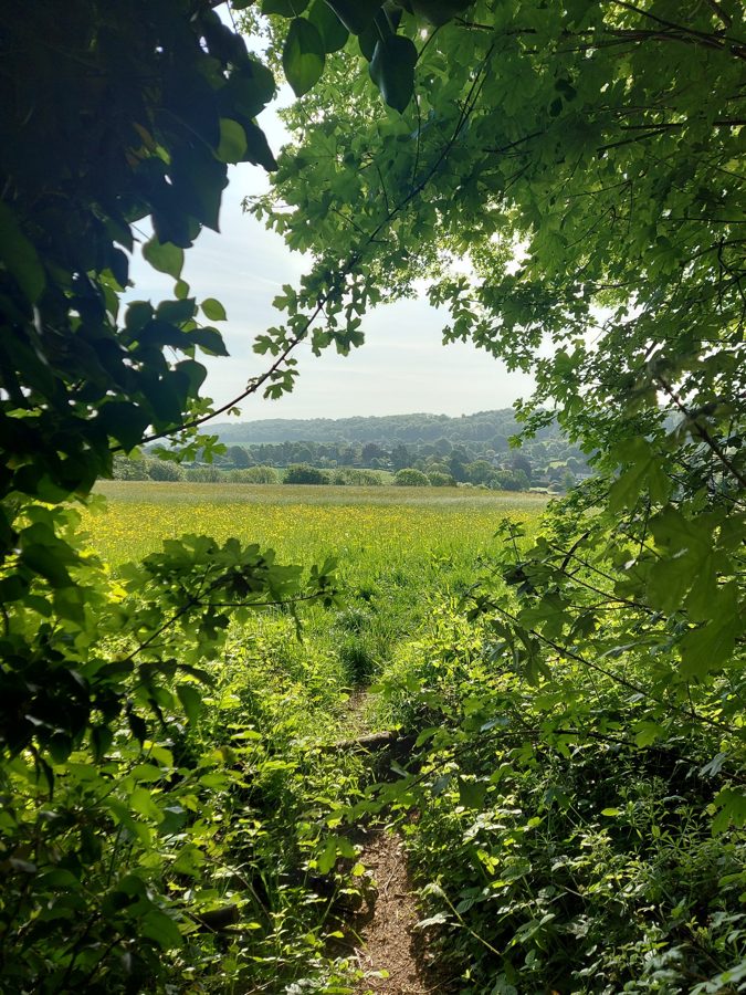 A gap in the hedge looking out from the wood to the fields