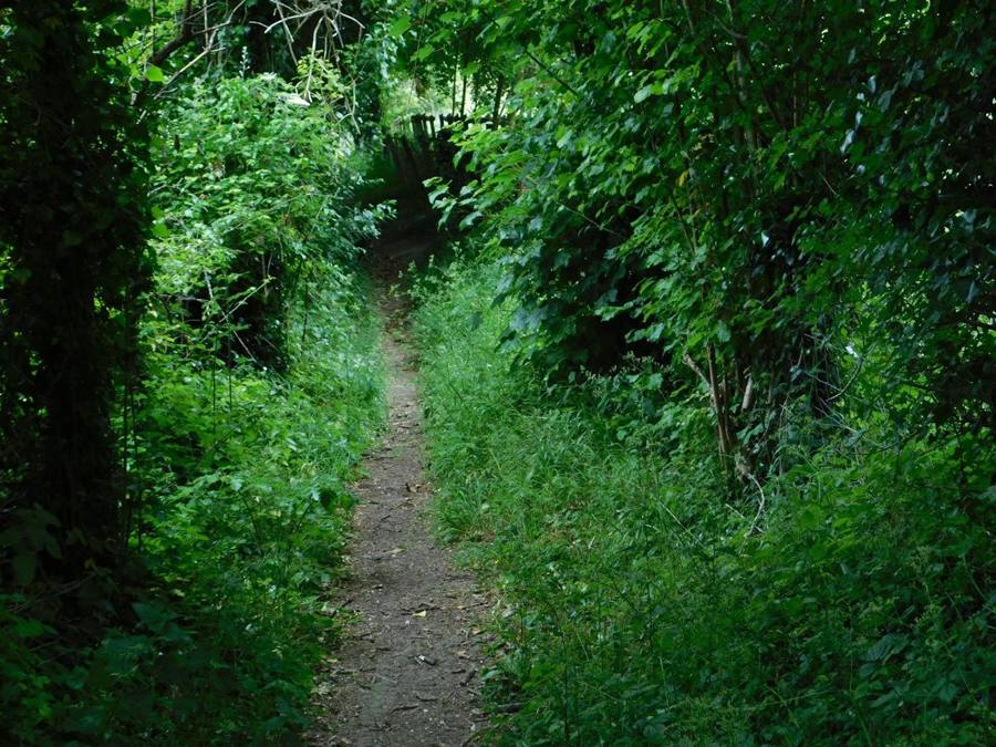 A narrow path through a green tunnel of hedges and trees