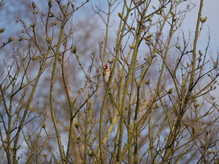 A goldfinch among bare twigs bursting into bud