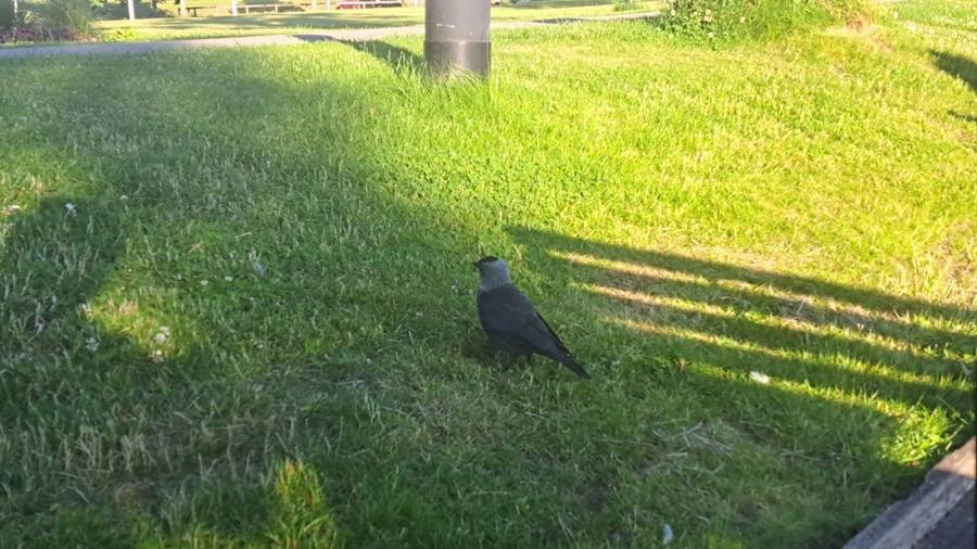 A jackdaw on a sunny lawn with long shadows