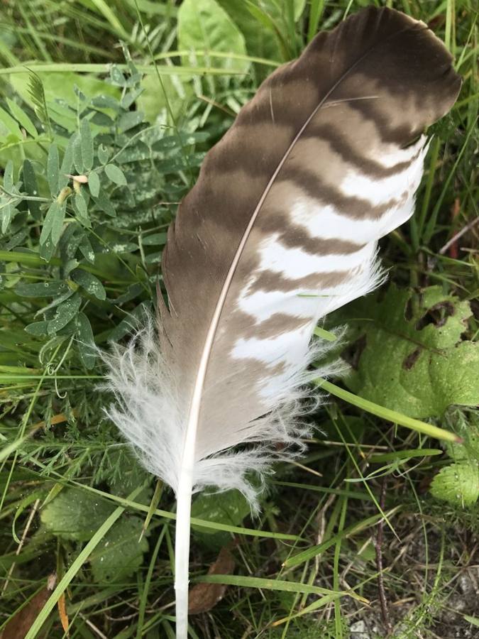 A brown and white barred feather standing upright in grass