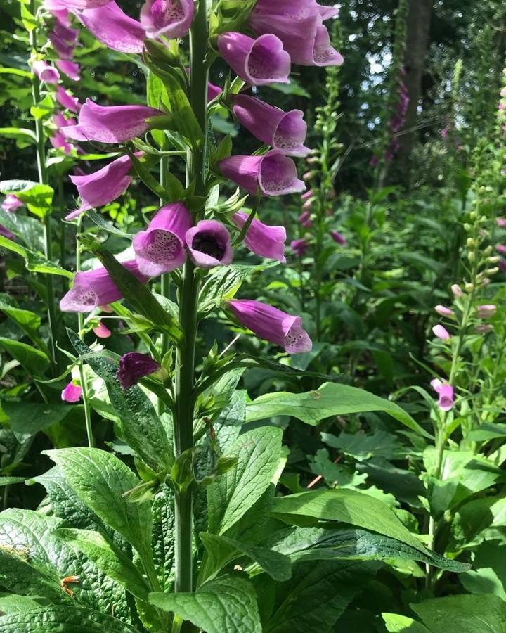 A tall spike of purple foxglove bells in a woodland clearing