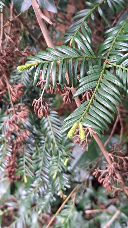 Yew foliage: every part except the red flesh of the berry is poisonous