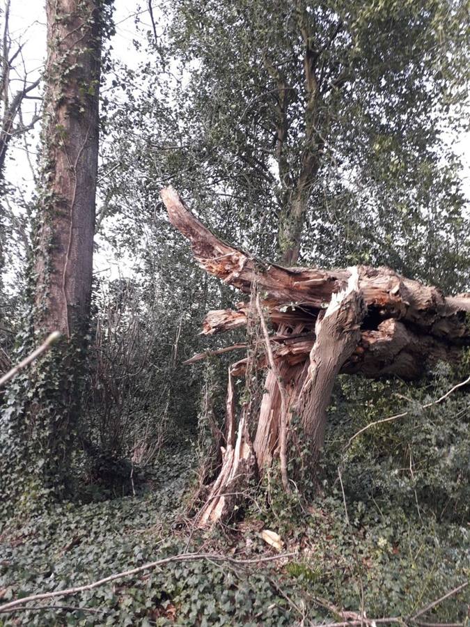 A tree trunk snapped and splintered by a storm
