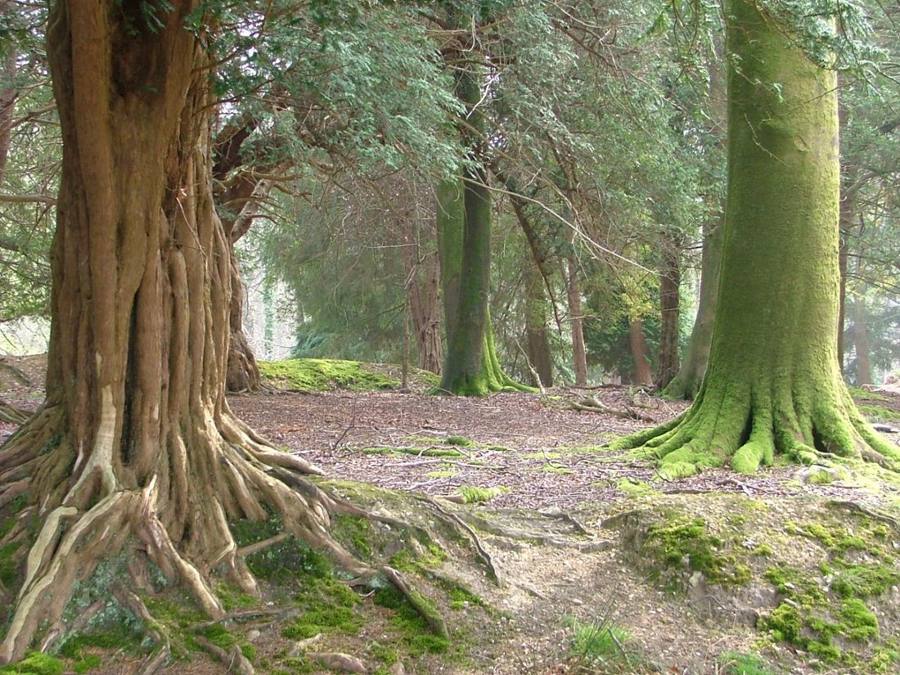 The fluted reddish trunk and roots of an old yew