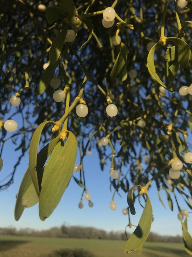 Looking up through mistletoe and white berries to a blue sky