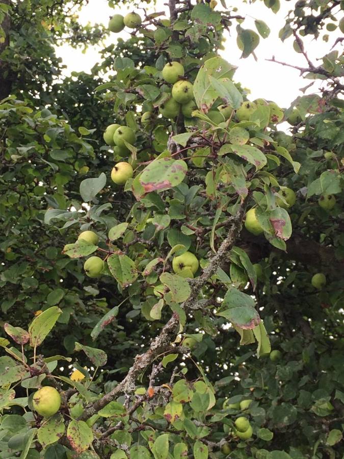 Branches of a wild apple tree heavy with small green apples