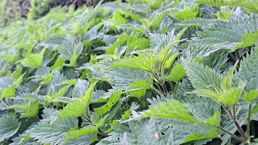 A dense stand of young stinging nettles
