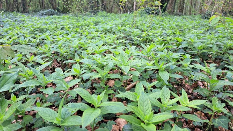 A green carpet of dog's mercury on a woodland floor