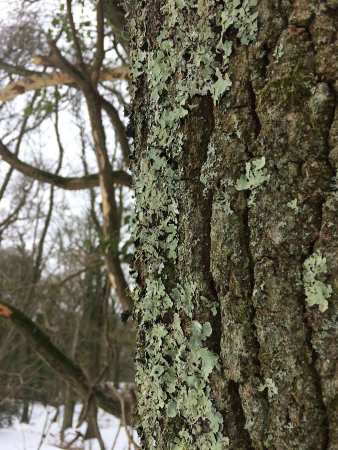 Grey-green leafy lichen covering a tree trunk