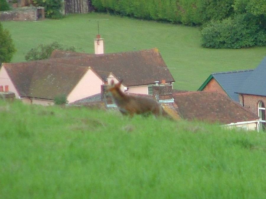 A red fox standing in long grass above cottage roofs