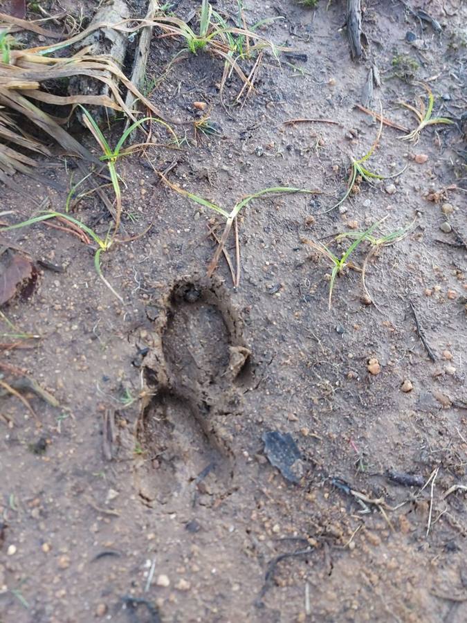 A cloven deer slot pressed into mud
