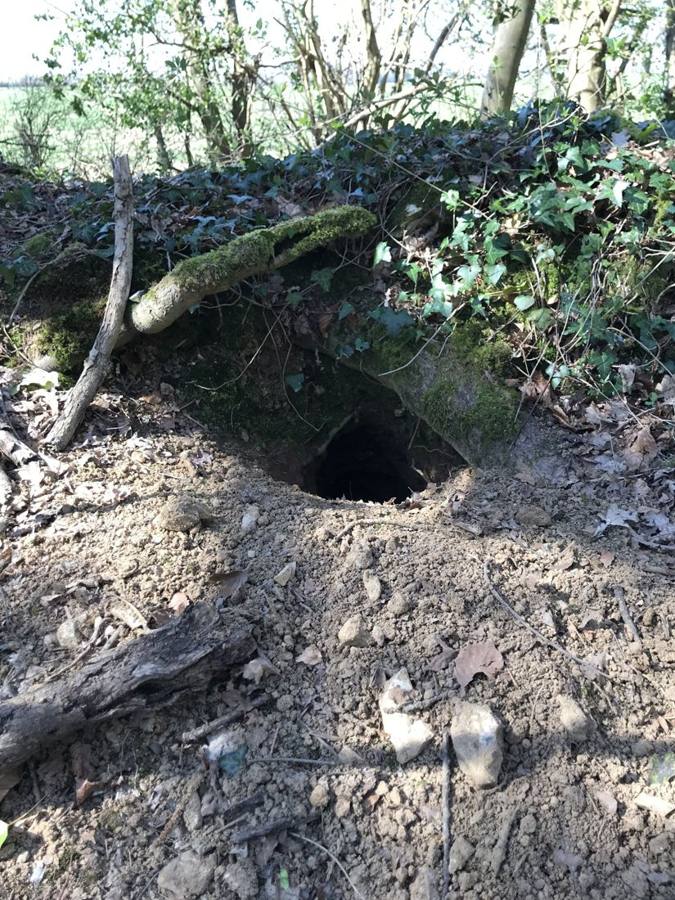 A large burrow entrance with a spoil heap under an ivy-covered bank