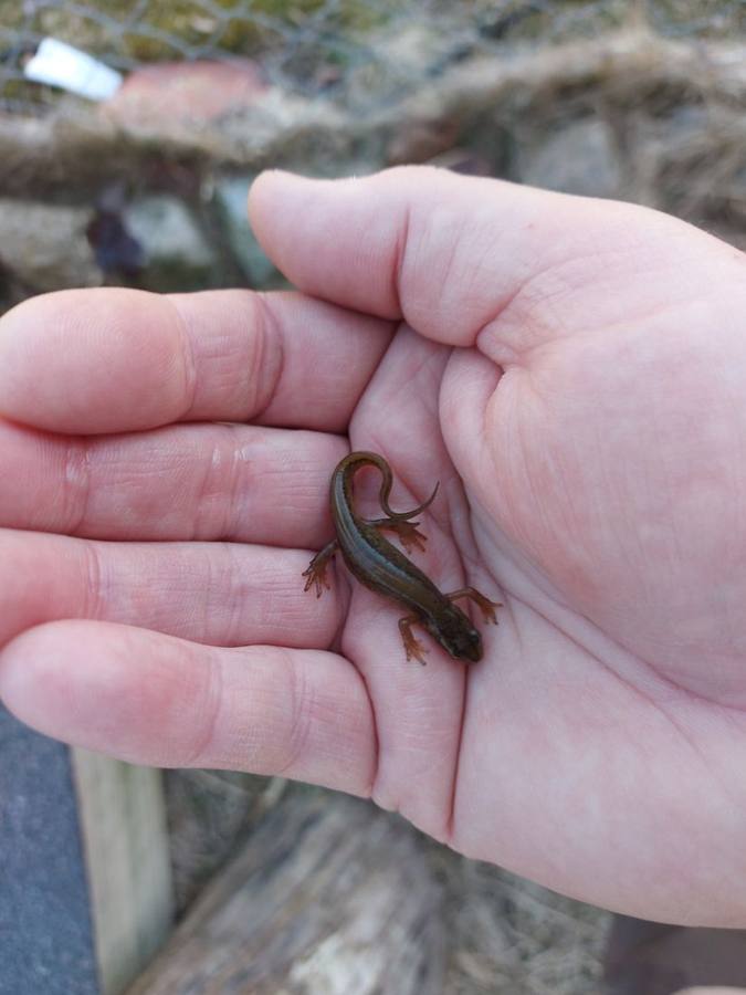 A small newt resting on an open palm by a pond
