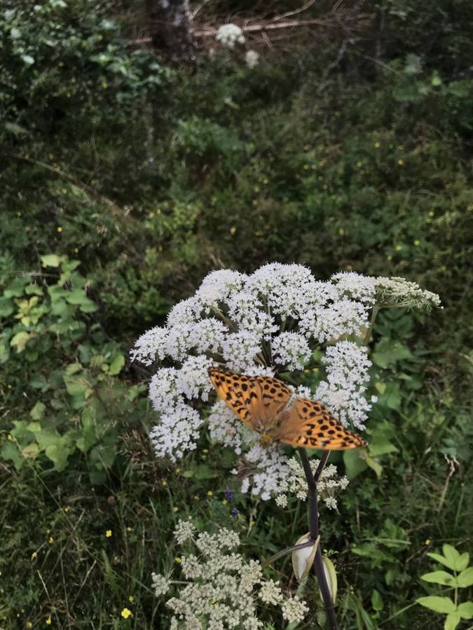 An orange fritillary butterfly feeding on a white flower head