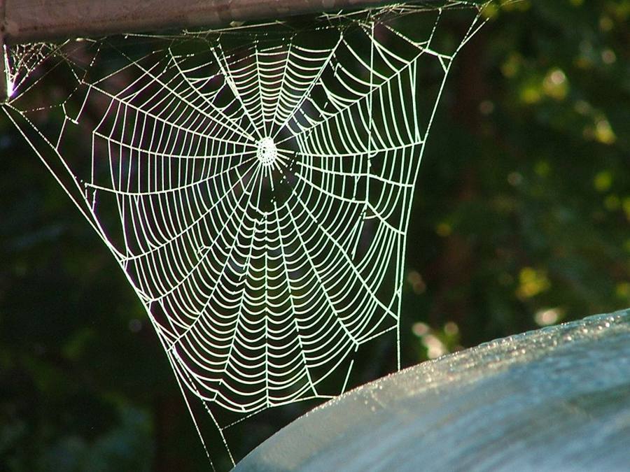 A perfect orb web beaded with dew