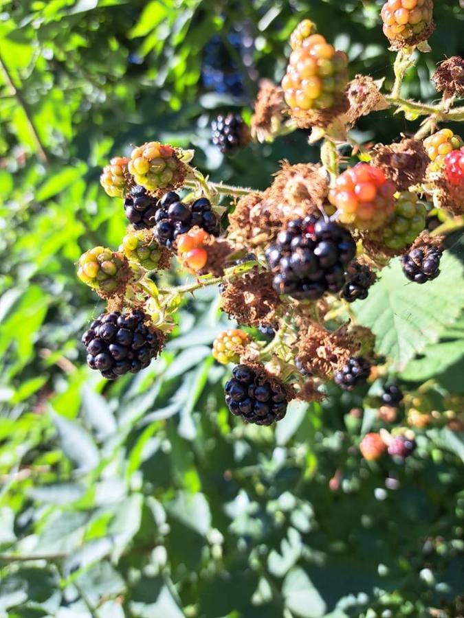 Blackberries ripening from green to red to black