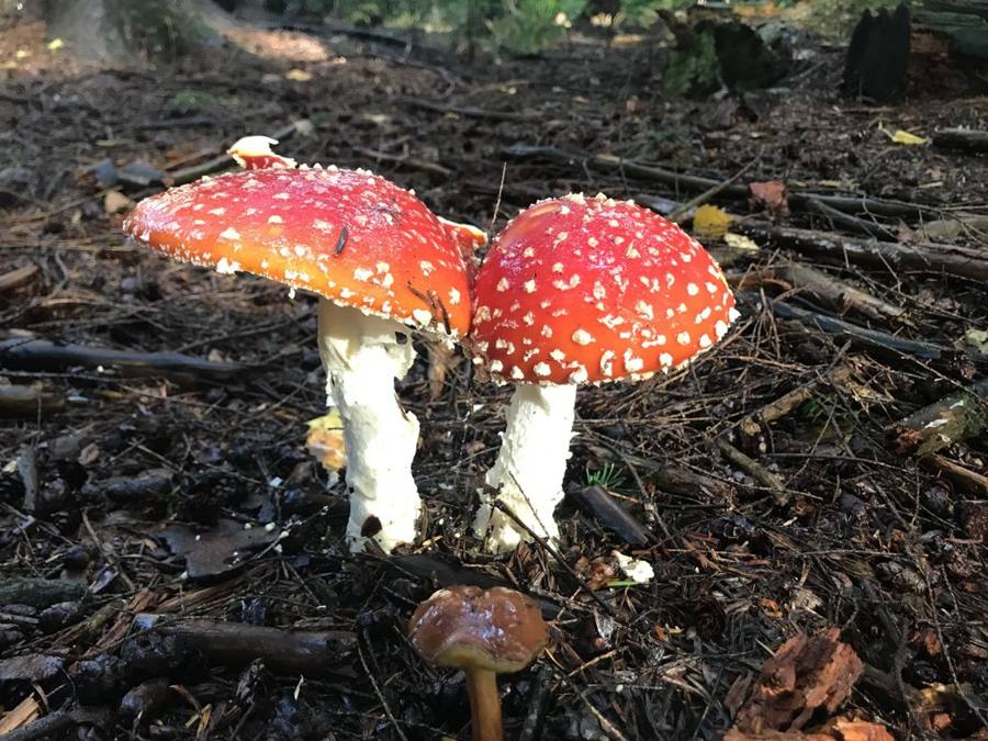 Two red and white spotted fly agarics on a forest floor