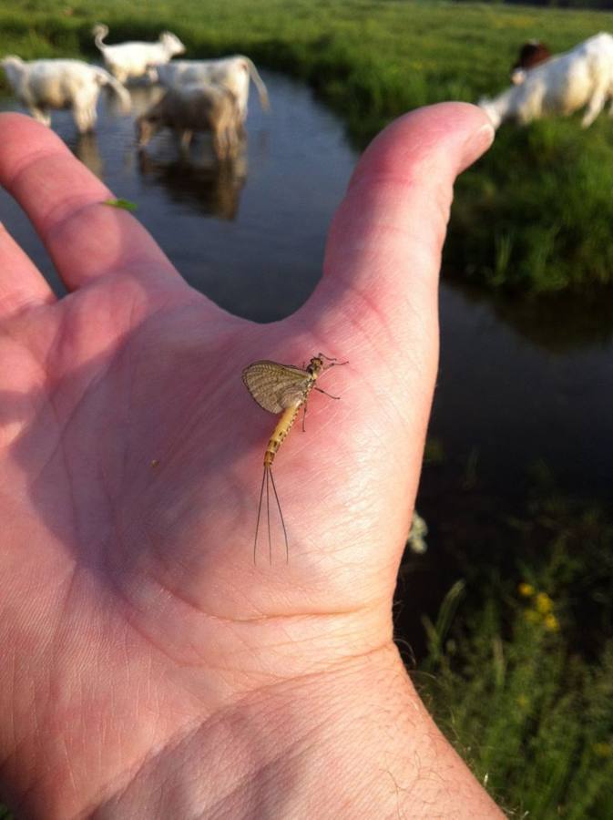 A mayfly resting on an open hand beside a stream